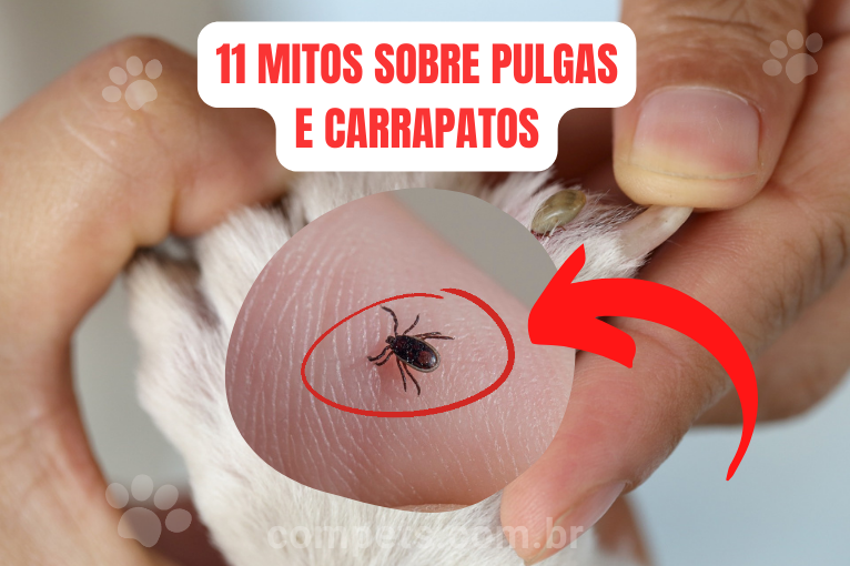 112811 mitos sobre pulgas e carrapatos