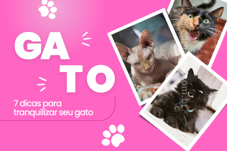 105413 Dicas Para Tranquilizar Seu Gato