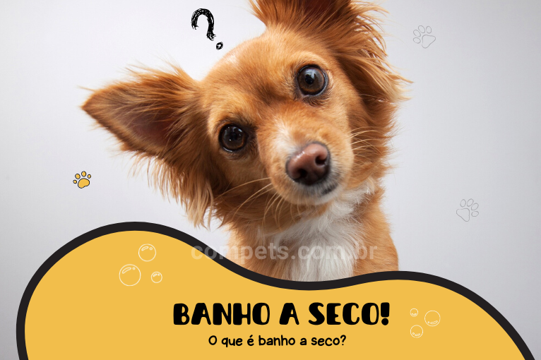 1044Você sabe o que é banho a seco para cães e gatos? Veja agora