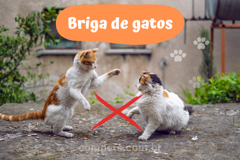 1132Briga de gato: saiba o motivo e como evitar