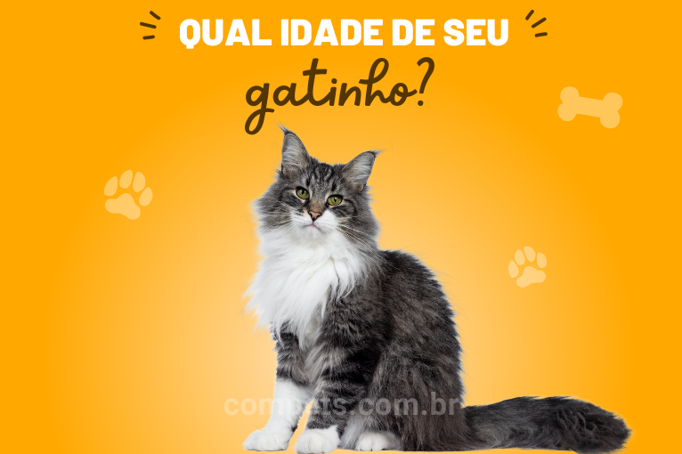 1027Idade do gato: 5 formas de saber 