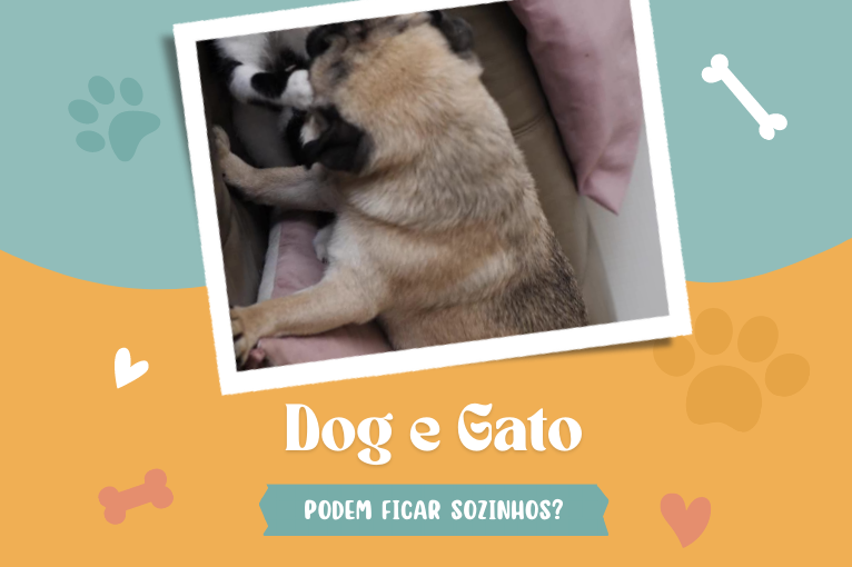 1017Cachorro e gato podem ficar sozinhos? Descubra agora!