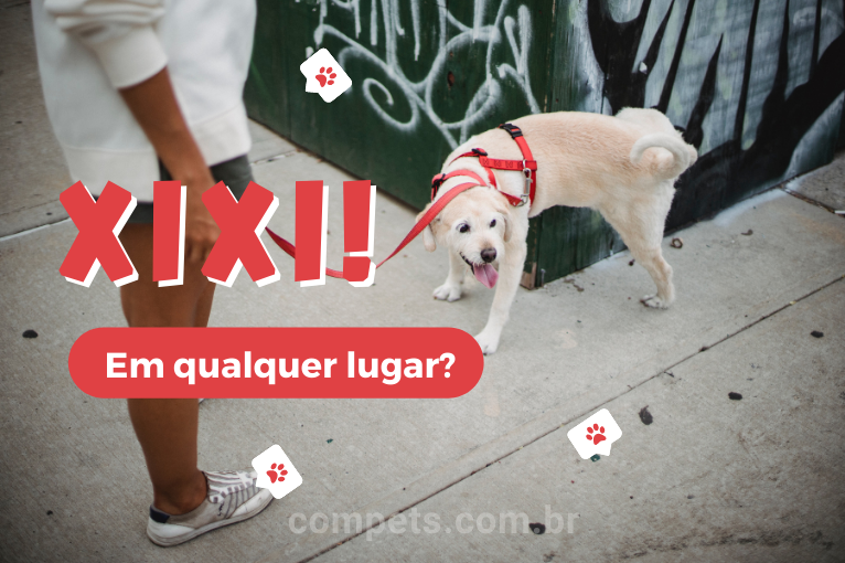 432Como adestrar um cachorro a fazer xixi no lugar certo