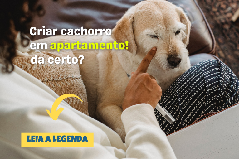 364Como criar cachorro em apartamento? Confira dicas para fazer dar certo!