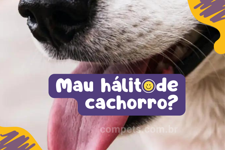842Como tirar mau hálito de cachorro? Dicas aqui!