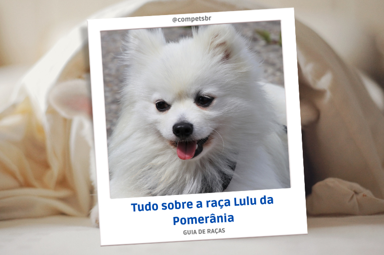 Cachorro Lulu da Pomerânia: Tudo sobre essas lindezas! - Blog da