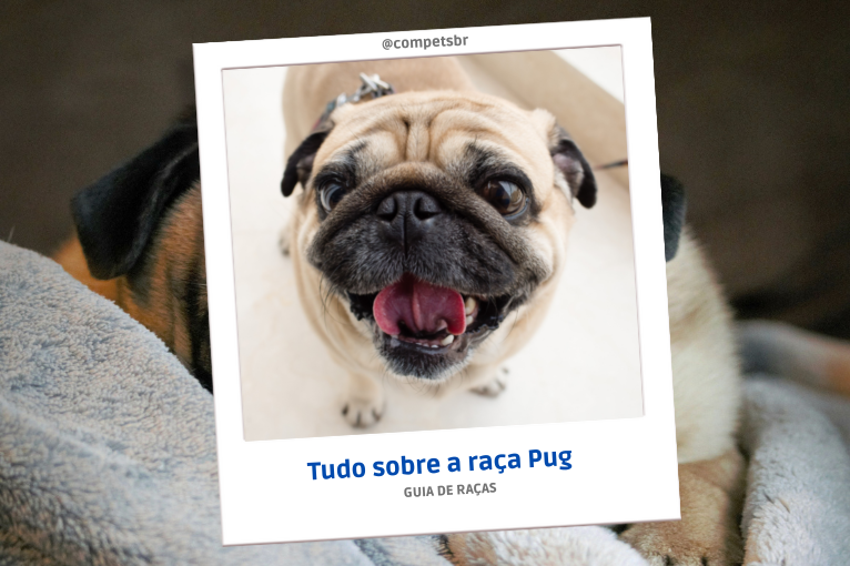927Tudo sobre o cachorro Pug