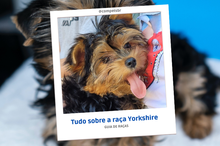 932Tudo sobre o cachorro Yorkshire Terrier