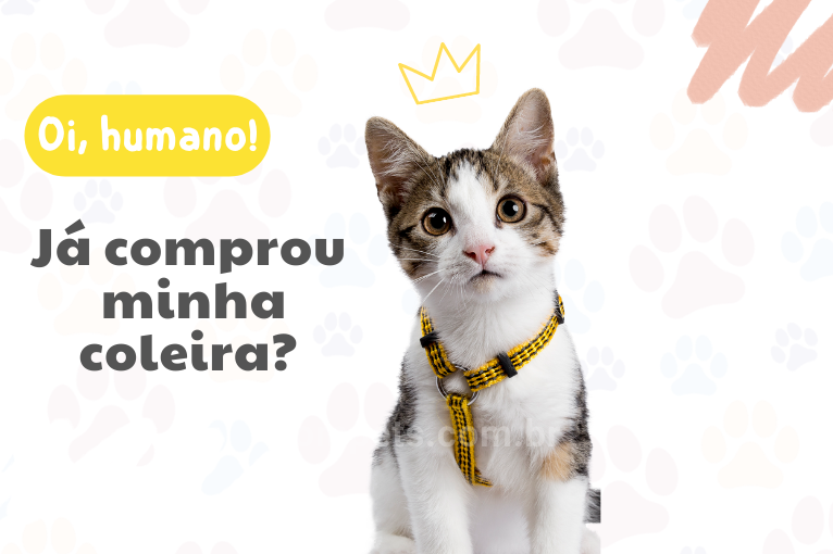 1010Por que devo investir em uma coleira para gato?