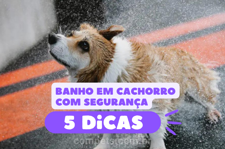 8275 melhores dicas para dar banho em cachorro bravo com segurança