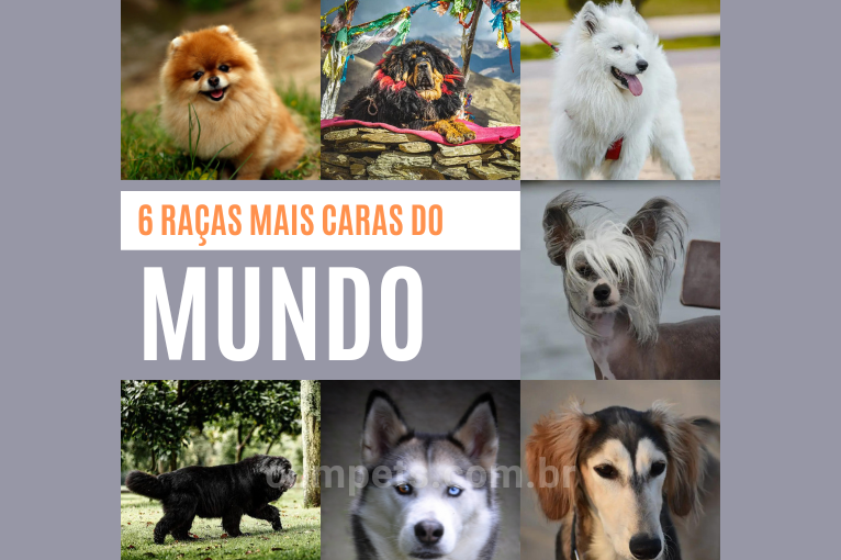 383Top 6 raças de Cachorro mais caras do mundo