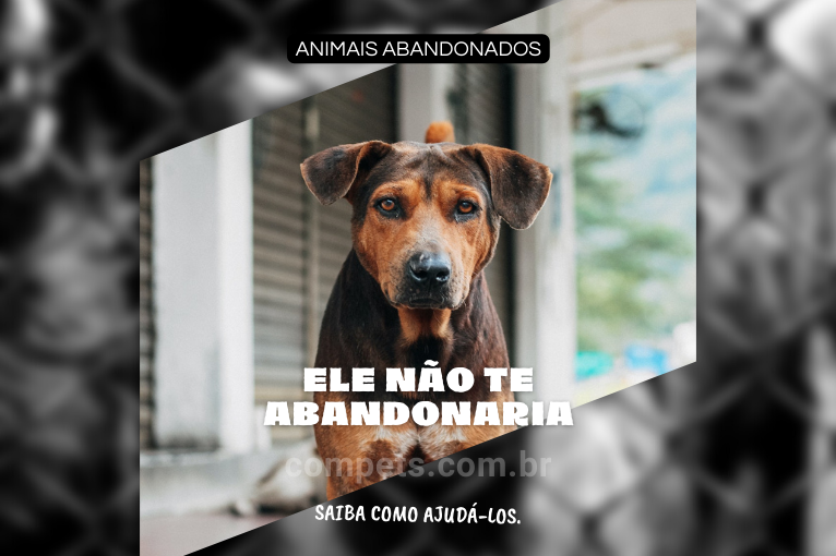971Resgate de animais: como você pode fazer para ajudá-los