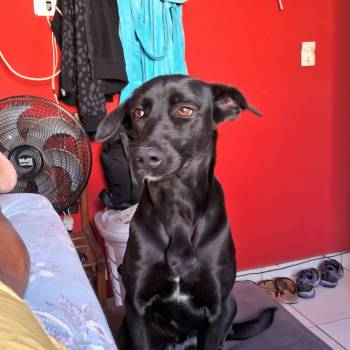 Neginha imagem 1 - 