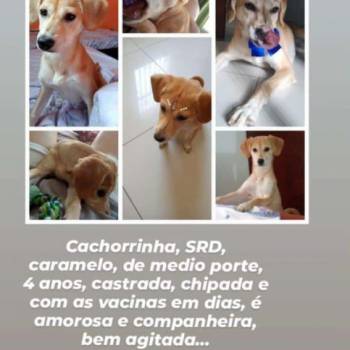 Pam imagem 1 - 