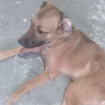 Zeus imagem 1 - Sem Raça Definida