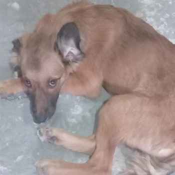Zeus imagem 2 - Sem Raça Definida