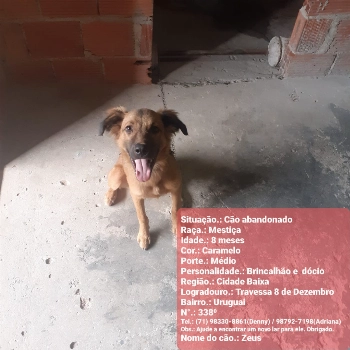 Zeus imagem 3 - Sem Raça Definida