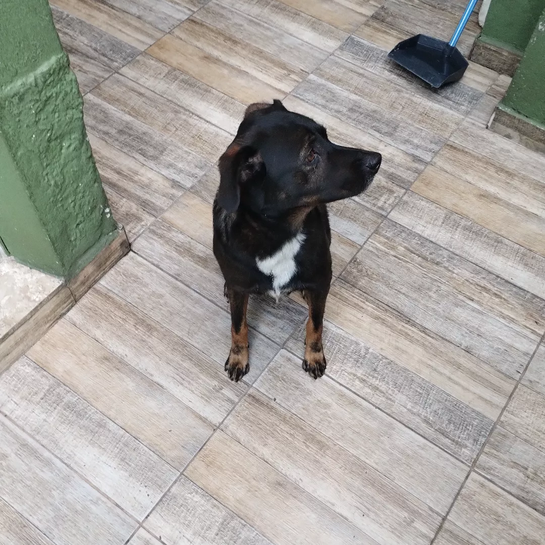 Apolo - Sem Raça Definida