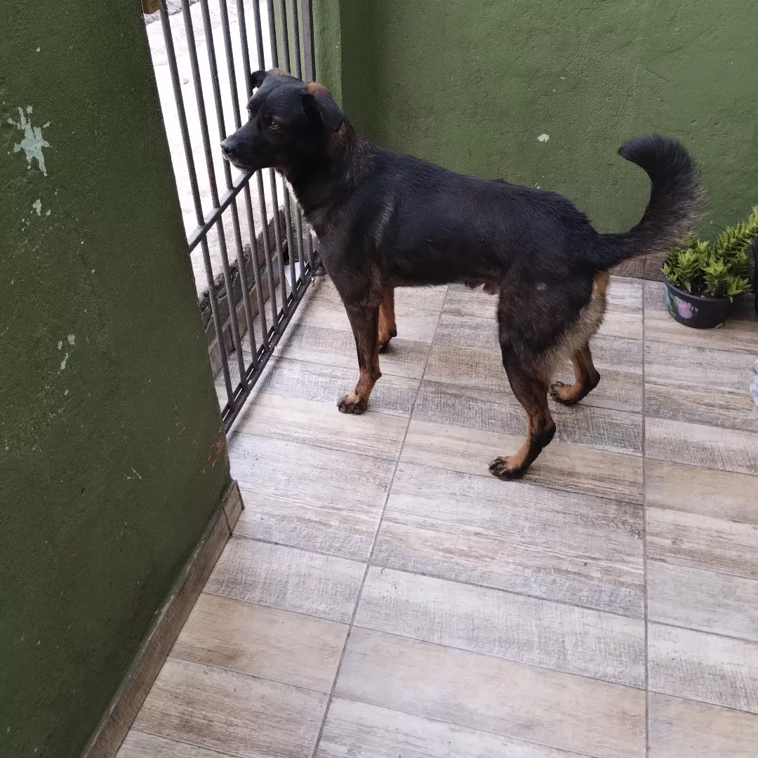 Apolo - Sem Raça Definida