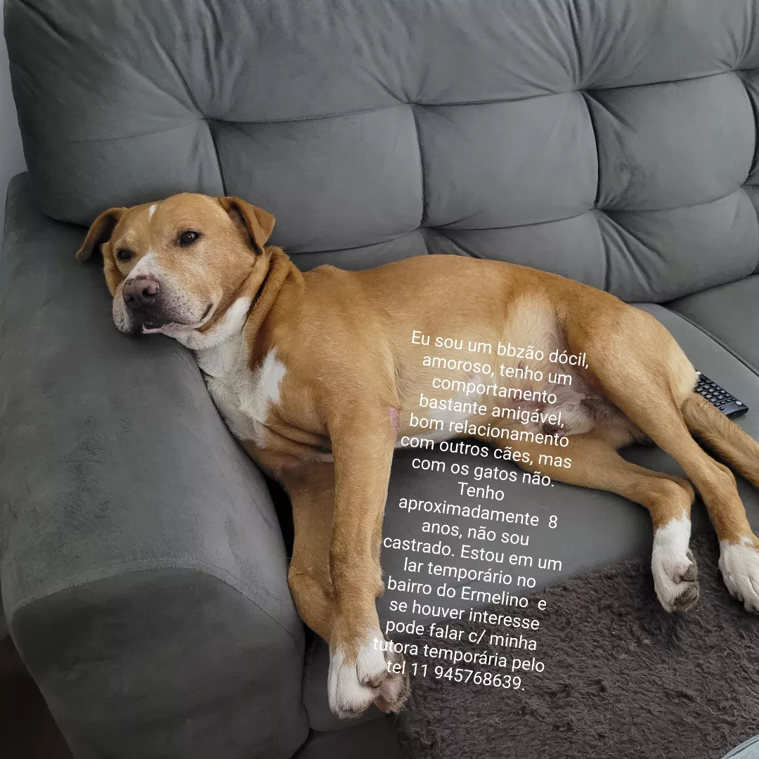 Grandão - Sem Raça Definida