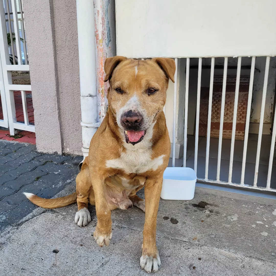 Grandão - Sem Raça Definida