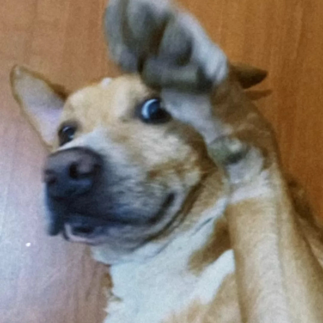 Grandão - Sem Raça Definida