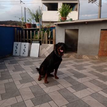 Balboa imagem 1 - 