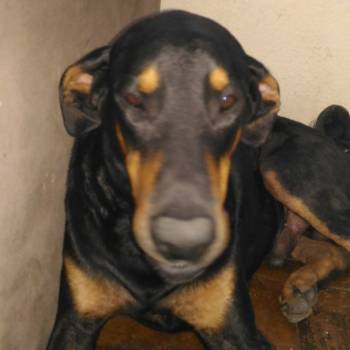 Zeus imagem 1 - 