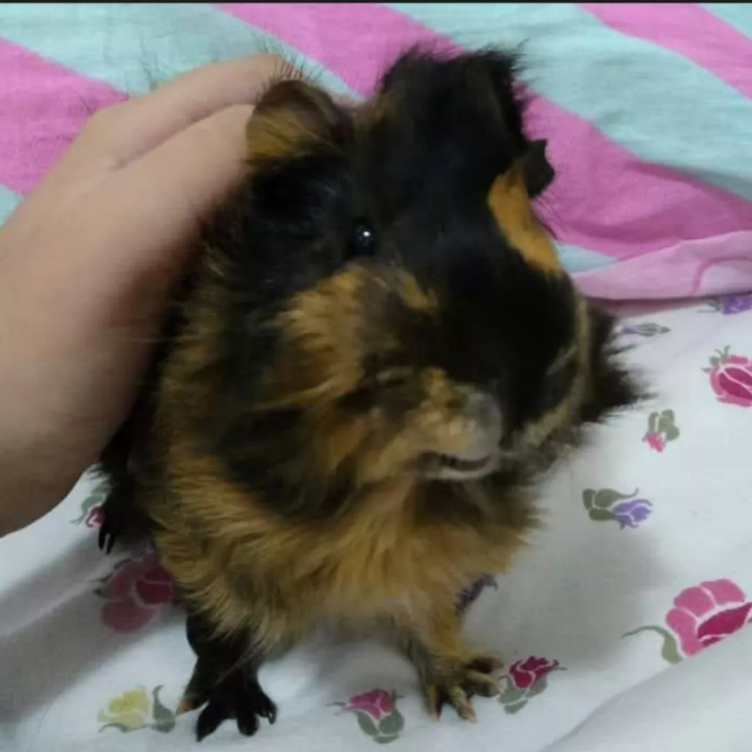 Josh - Sem Raça Definida