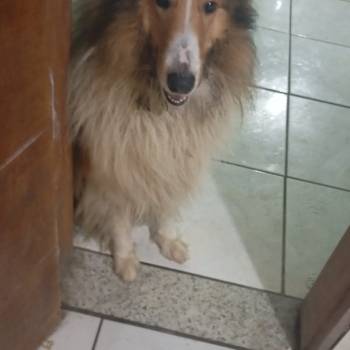 Cadu imagem 1 - 