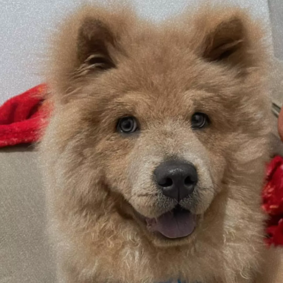 Simba - Chow-chow