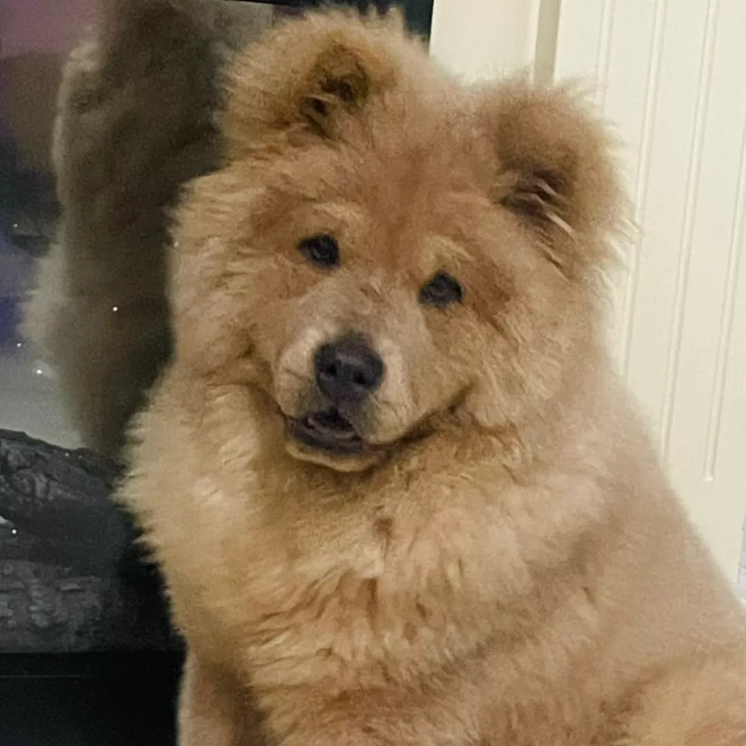 Simba - Chow-chow