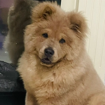 Simba imagem 2 - Chow-chow
