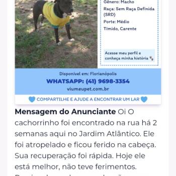 Ali imagem 1 - 