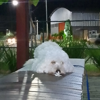 Nino imagem 1 - Poodle