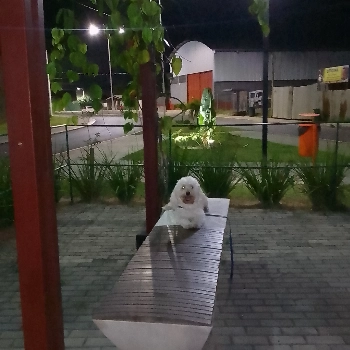 Nino imagem 2 - Poodle