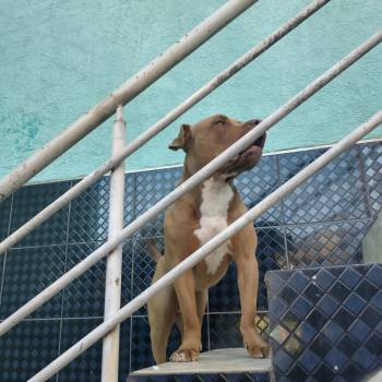 Bruce imagem 1 - 