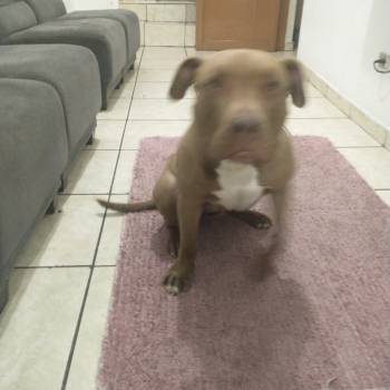 Bruce imagem 2 - 