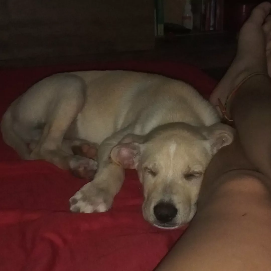 Zeus - Labrador Retriever