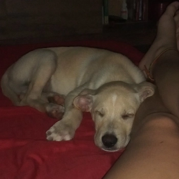 Zeus imagem 1 - Labrador Retriever