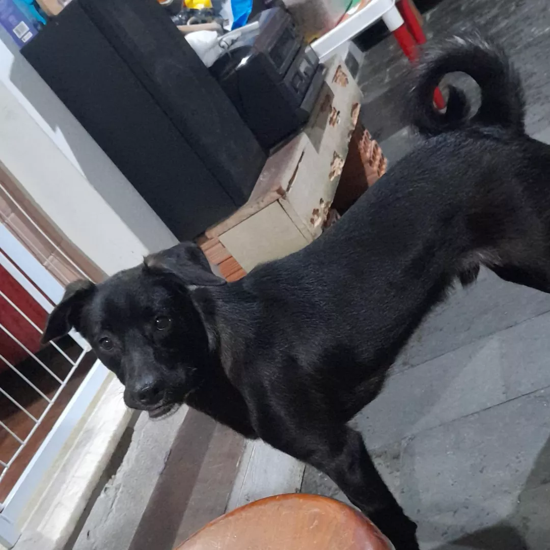 Aquiles - Sem Raça Definida