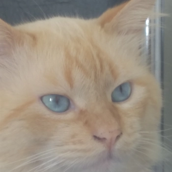 Casper imagem 1 - Sem Raça Definida