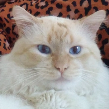 Casper imagem 2 - Sem Raça Definida