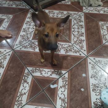 Mel imagem 2 - 