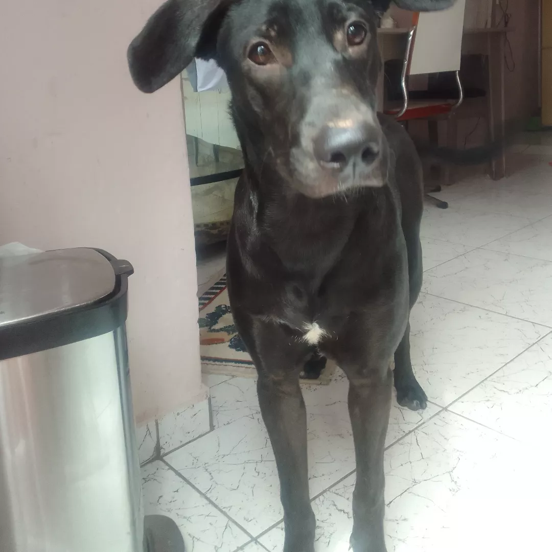 Preta - Sem Raça Definida