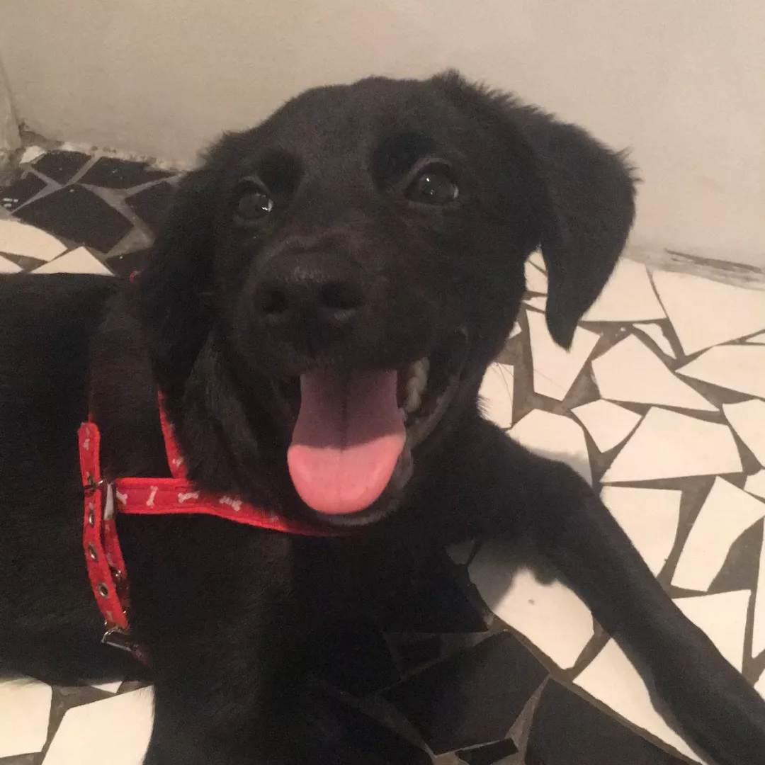 Juquinha - Sem Raça Definida