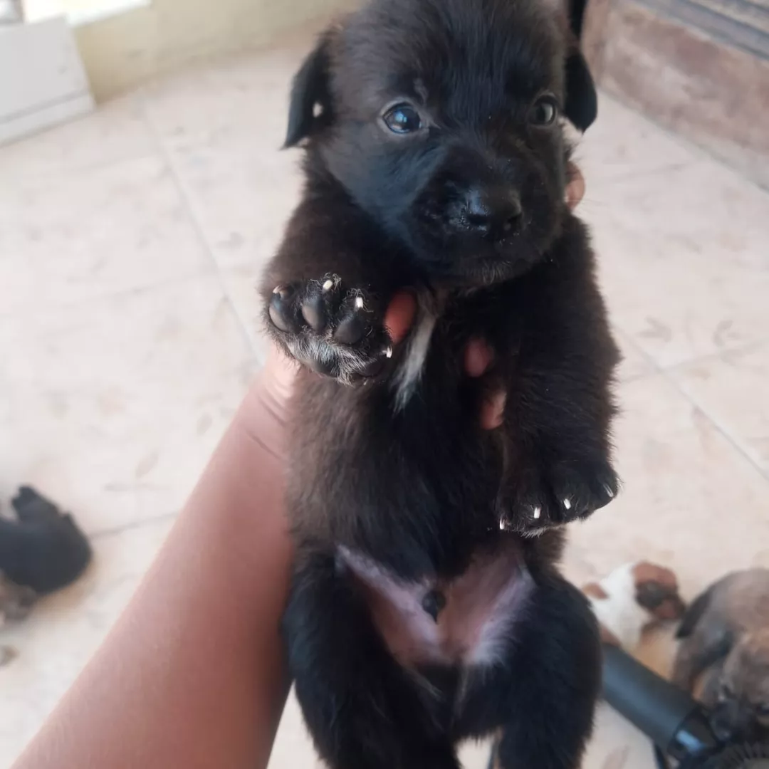 Ele Não Tem Nome - Sem Raça Definida