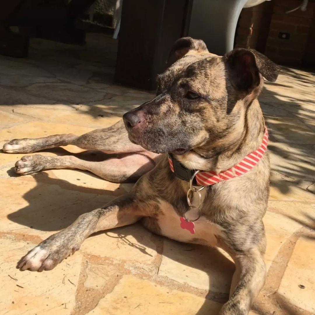 Mandioca - Sem Raça Definida