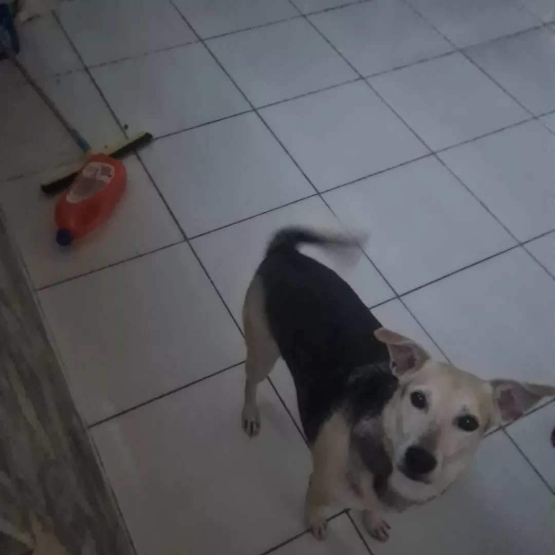 Pingado - Sem Raça Definida