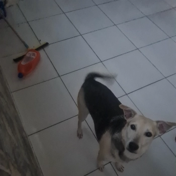 Pingado imagem 1 - Sem Raça Definida